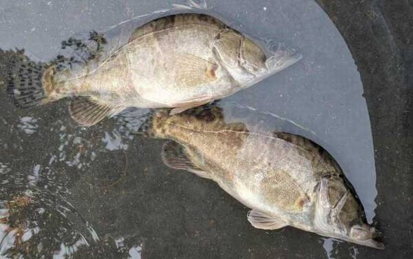 鳜鱼最大能长多大?