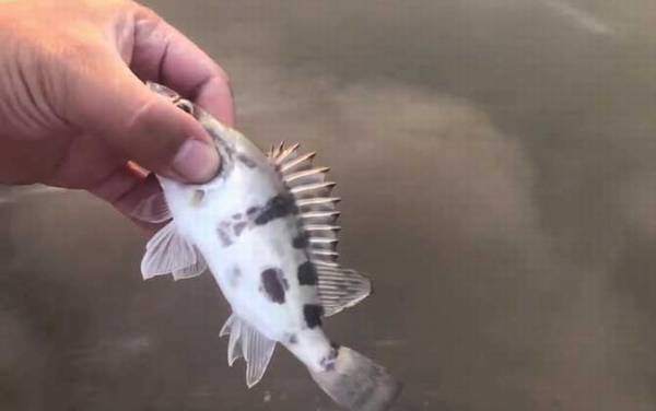 臭鳜鱼是什么鱼?