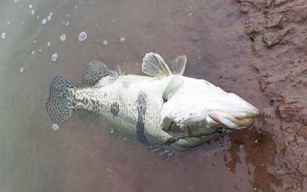 臭鳜鱼是什么鱼?