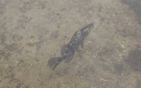 桃花流水鳜鱼肥是哪首古诗?