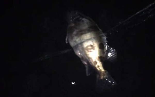 池塘可以养鳜鱼吗?