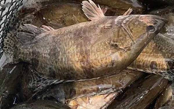 池塘可以养鳜鱼吗?