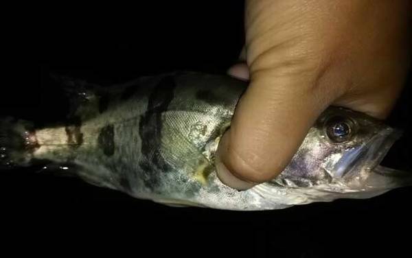 池塘可以养鳜鱼吗?