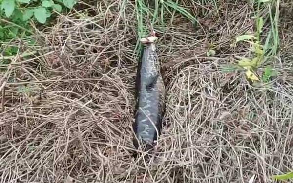 蛇头鱼是不是外来物种?