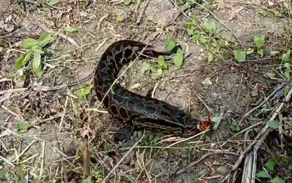 蛇头鱼是不是外来物种?