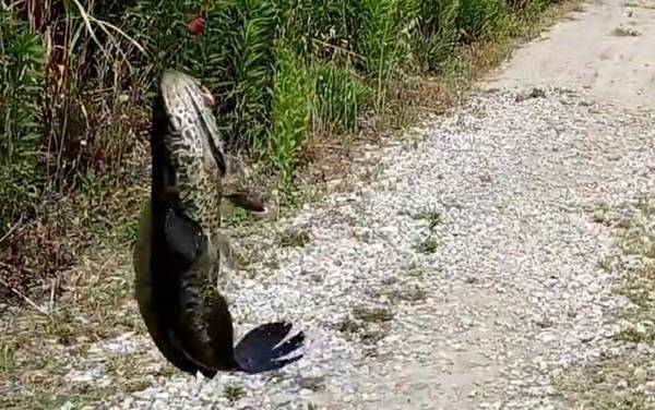 蛇头鱼在中国叫什么鱼?