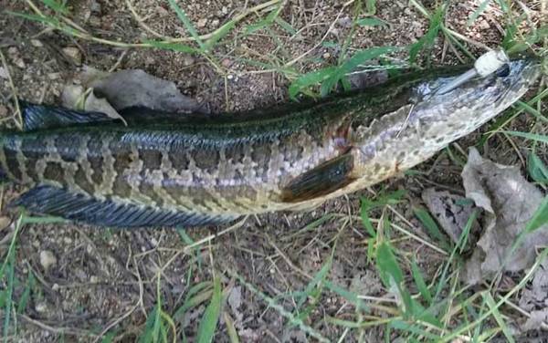 蛇头鱼是黑鱼吗?