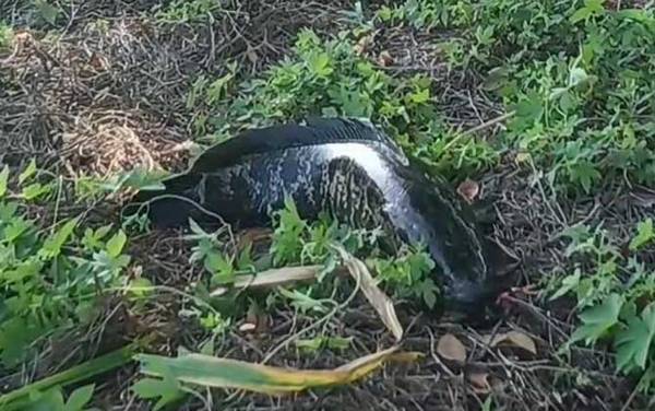 蛇头鱼是黑鱼吗?