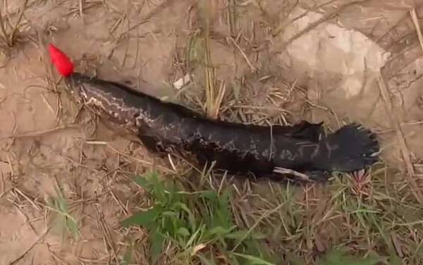 蛇头鱼的天敌是什么?