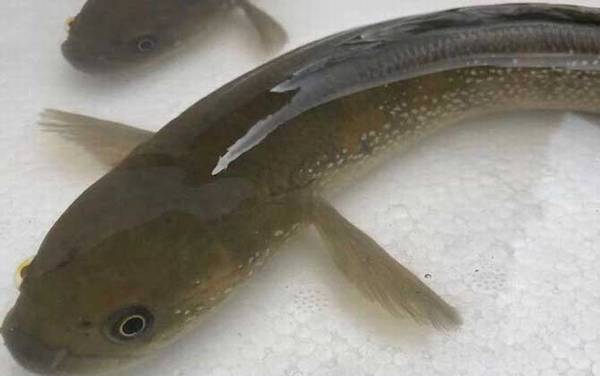 七星鱼吃什么食物?