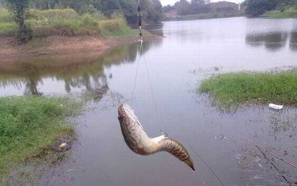 怎样判断河里有没有黑鱼?