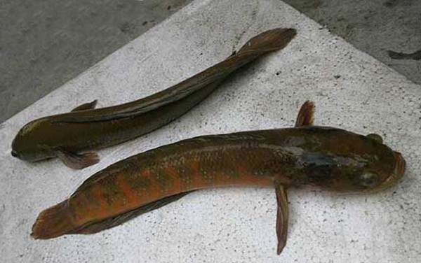 七星鱼又叫什么鱼?