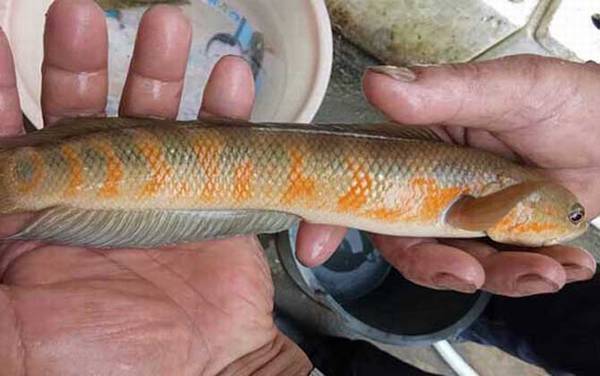 七星鱼又叫什么鱼?