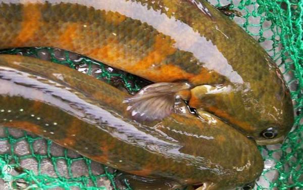 七星鱼吃什么食物?