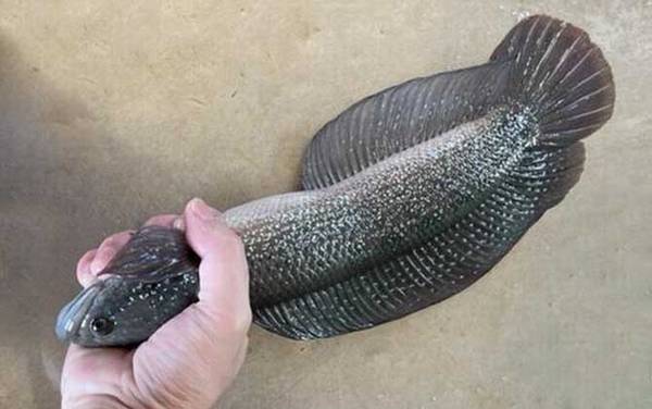 七星鱼吃什么食物?