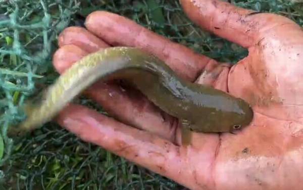 七星鱼属于国家保护动物吗?