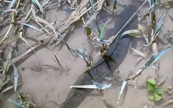 七星鱼属于国家保护动物吗?