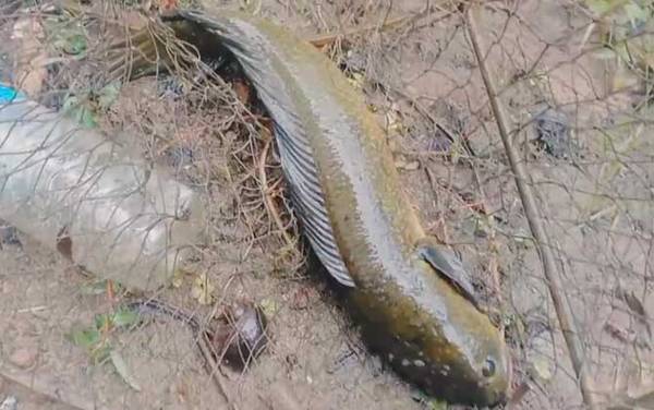 七星鱼最大能长多大?