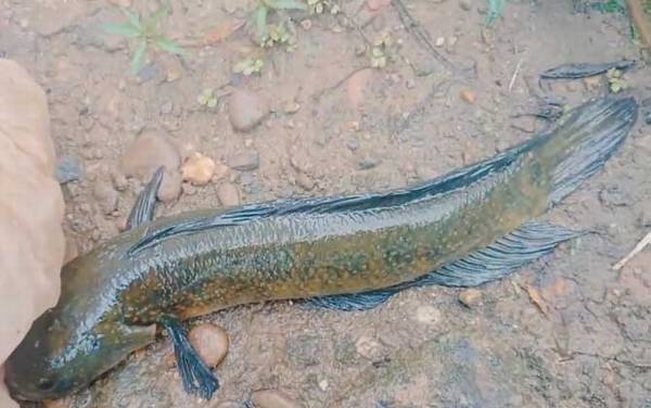 七星鱼最大能长多大?