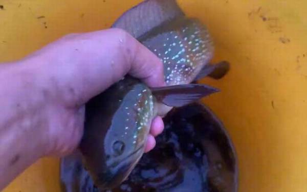 七星鱼可以吃吗?