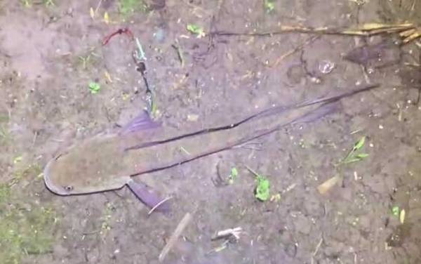 七星鱼可以吃吗?