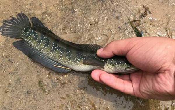 七星鱼寿命最长能活多久?