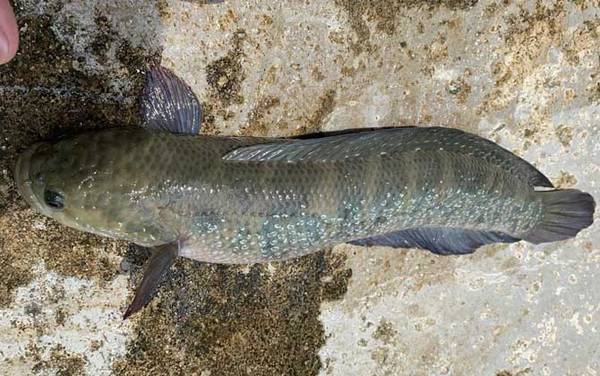 为什么没人养七星鱼?