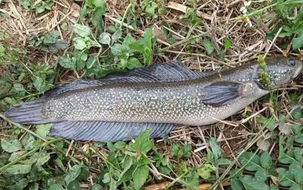 七星鱼养殖周期是多少?