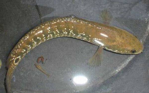 七星鱼养殖周期是多少?