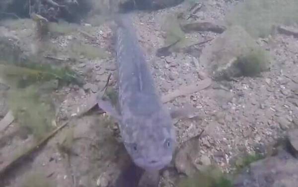 七星鱼养殖周期是多少?