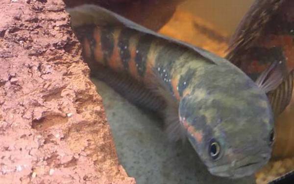 七星鱼有几个品种?