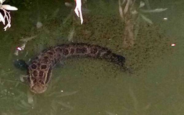 七星鱼是黑鱼吗?