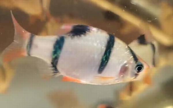 七星鱼可以和什么鱼一起养?