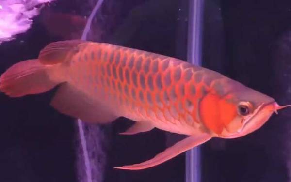 七星鱼可以和什么鱼一起养?