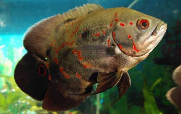 七星鱼可以和什么鱼一起养?