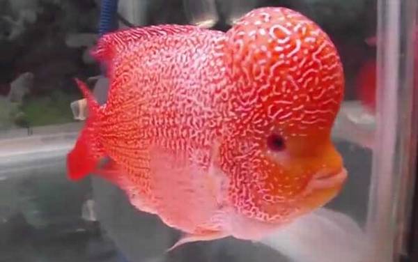 七星鱼可以和什么鱼一起养?