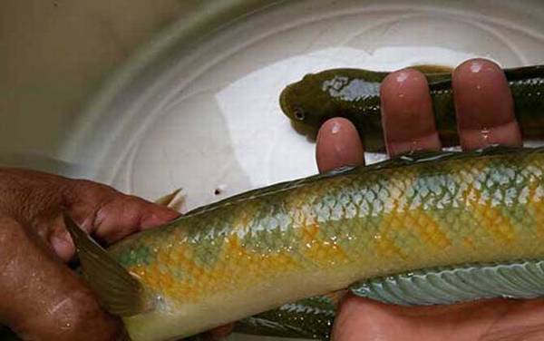 七星鱼什么部位不能吃?