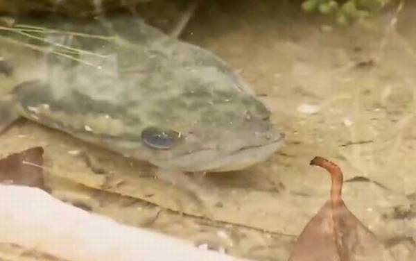 七星鱼什么部位不能吃?