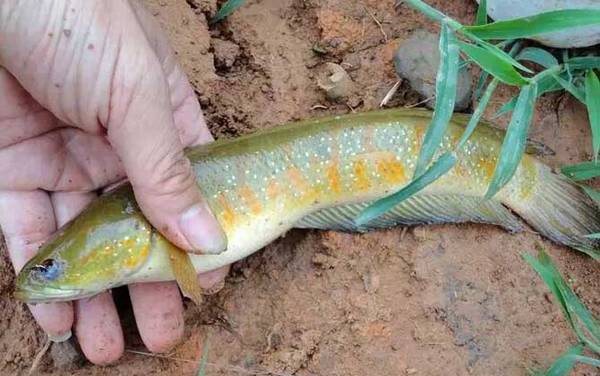 七星鱼什么部位不能吃?