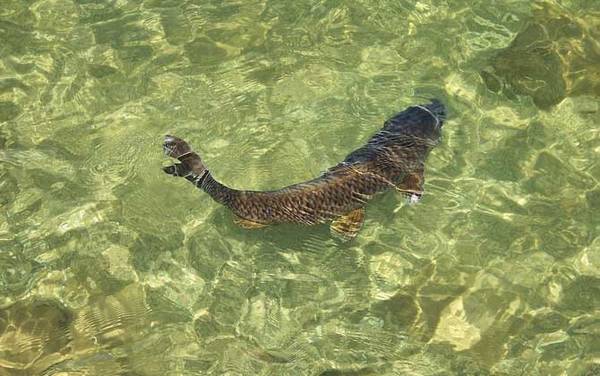 鲤鱼吃什么食物?