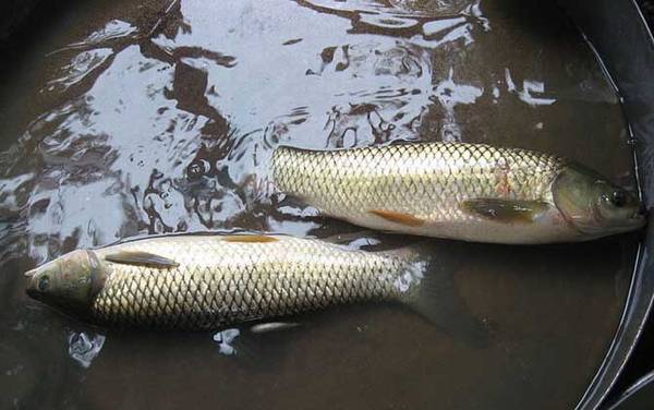 草鱼的生活习性及特点