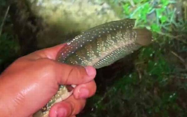 七星鱼怎么分公母?