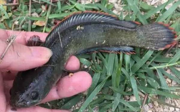 七星鱼怎么分公母?