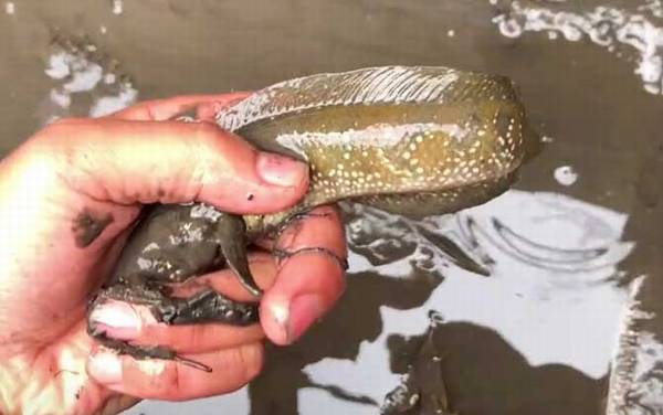 野生七星鱼最大多少斤?