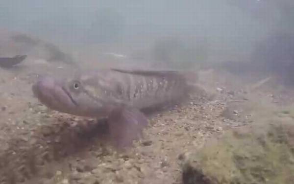 野生七星鱼最大多少斤?