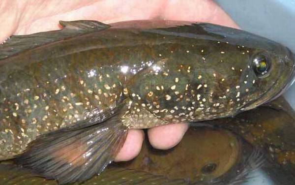 七星鱼怎么养在鱼缸中?