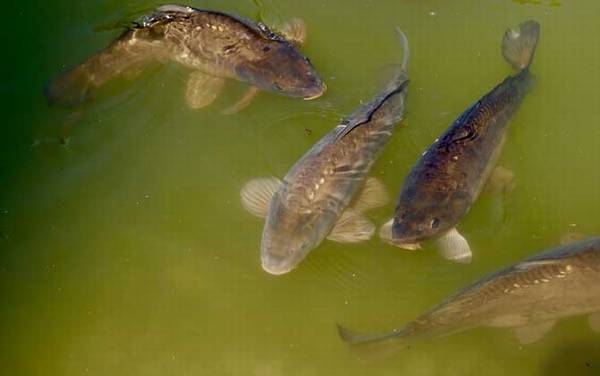 ���������ϰ�Լ��ص�