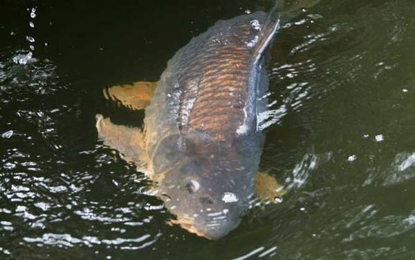 ���������ϰ�Լ��ص�