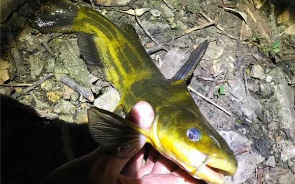 黄骨鱼又名什么鱼?