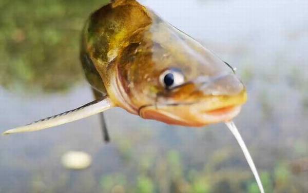 黄骨鱼又名什么鱼?